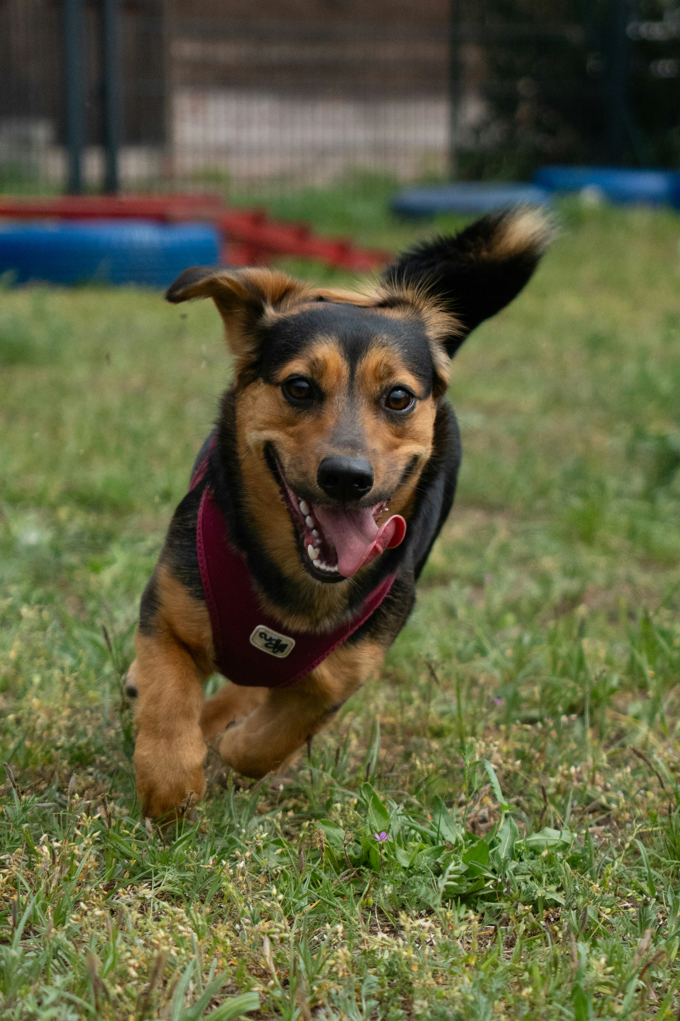 Glad hund i maroon sele løper fritt, resultatet av tydelig og varm trening